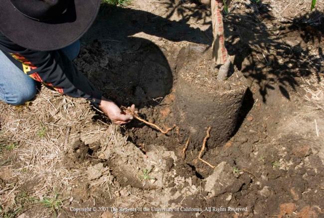Bare-root Tree Planting